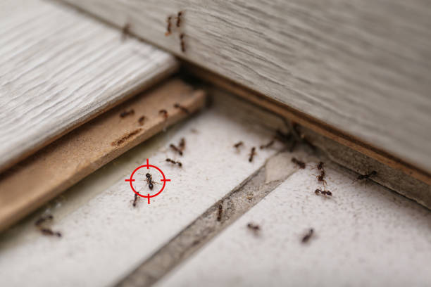 Reliable Green Cove Springs, FL Pest Control Solutions