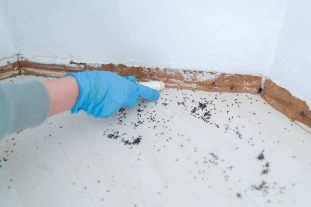 Reliable Green Cove Springs, FL Pest Control Solutions